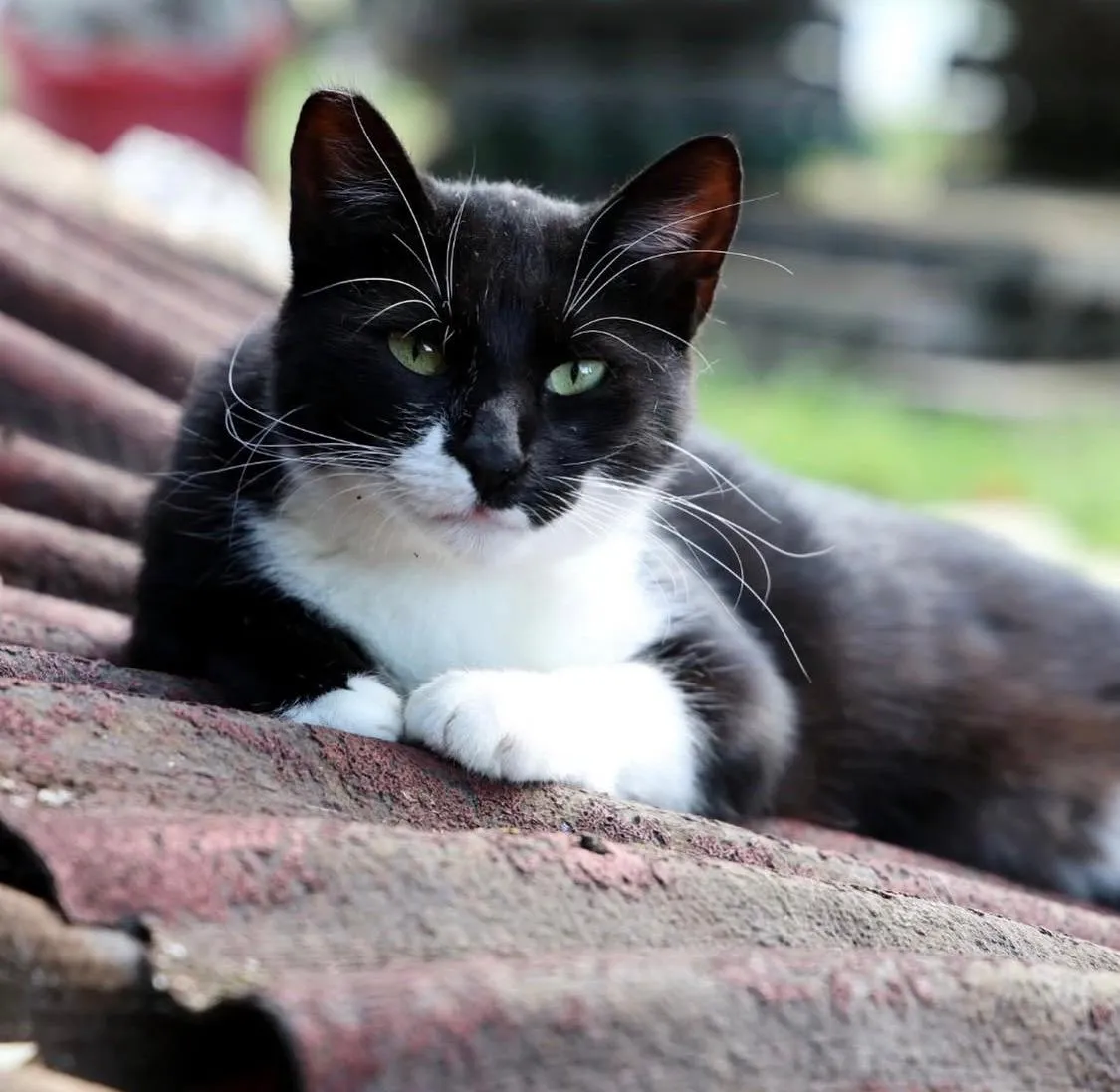 Lilli, gatto in cerca di casa