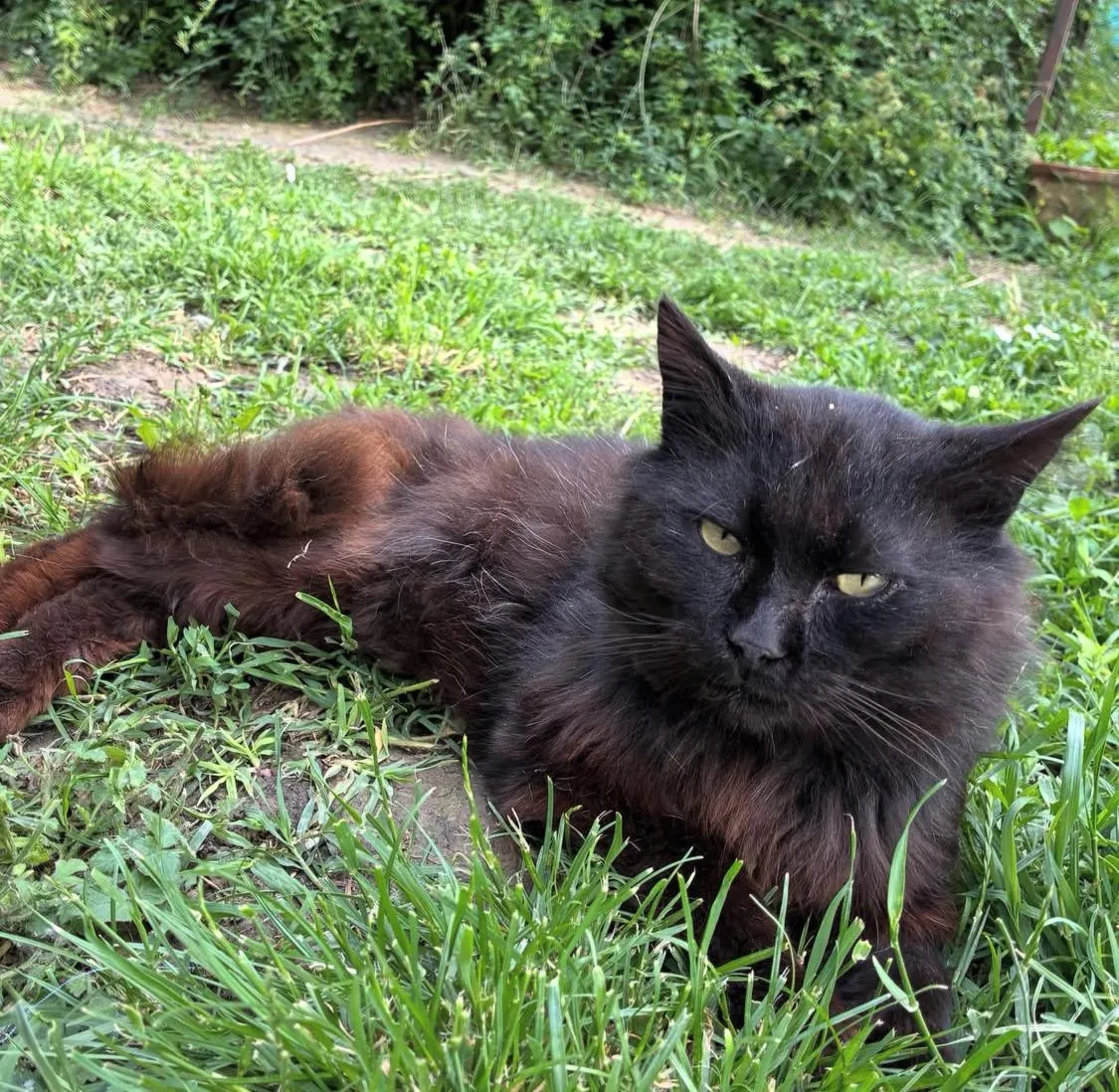 Merlino, gatto in cerca di casa