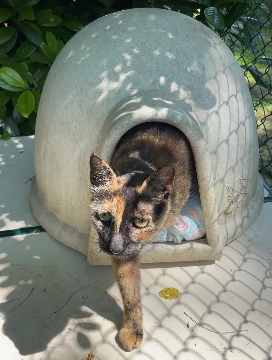 Nella, gatto in cerca di casa